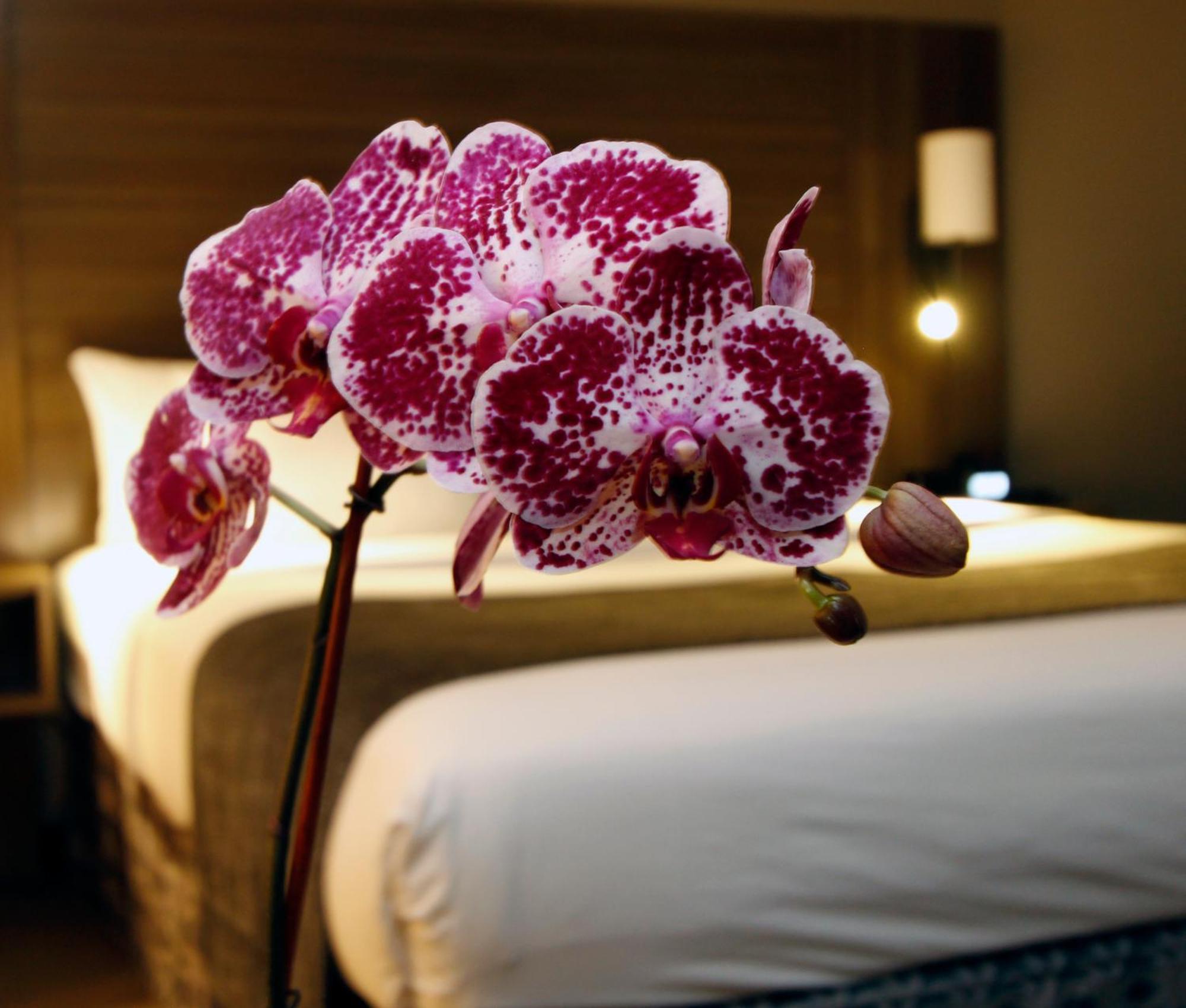 Executive Inn & Suites Oakland Ruang foto